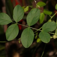 Clitoria ternatea L.